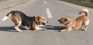 Two dogs playing outside