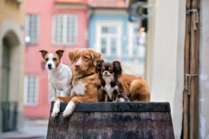 Accessories For Dogs